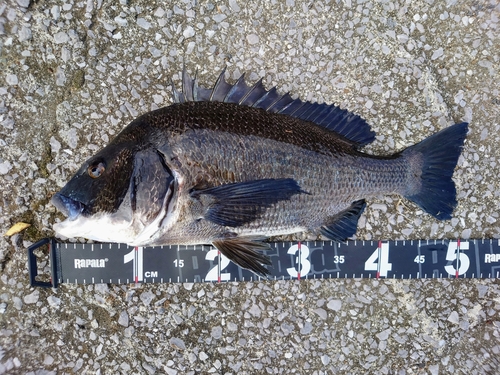 チヌの釣果