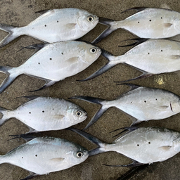 どらがやってるフカセ大好き宮古島の釣果