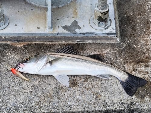 セイゴ（マルスズキ）の釣果