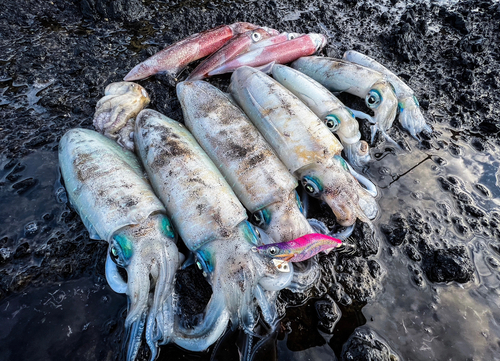 アオリイカの釣果