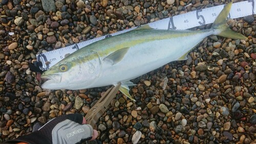 メジロの釣果