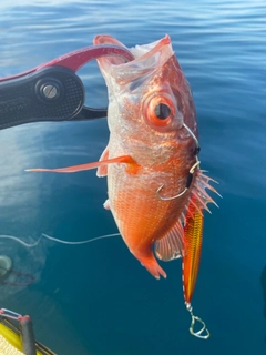 アカムツの釣果