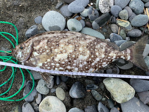 アイゴの釣果