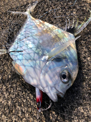 イトヒキアジの釣果