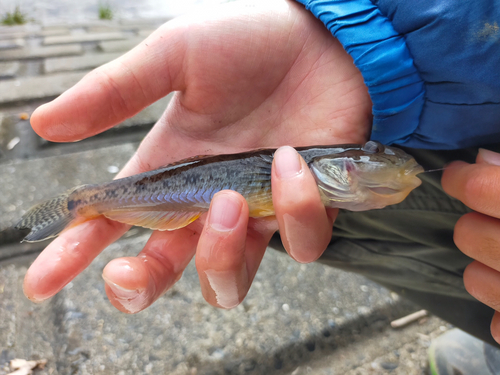 マハゼの釣果