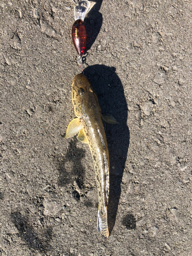 ハゼの釣果