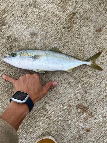 イナダの釣果