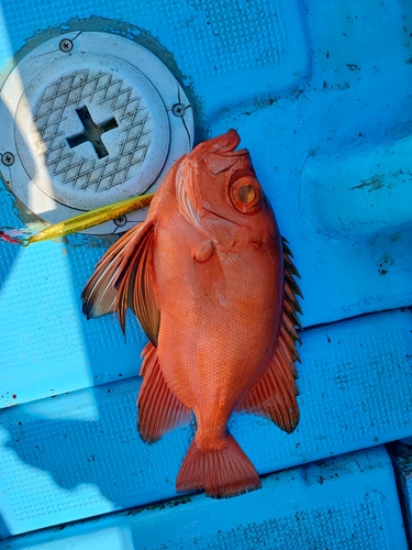 チカメキントキの釣果