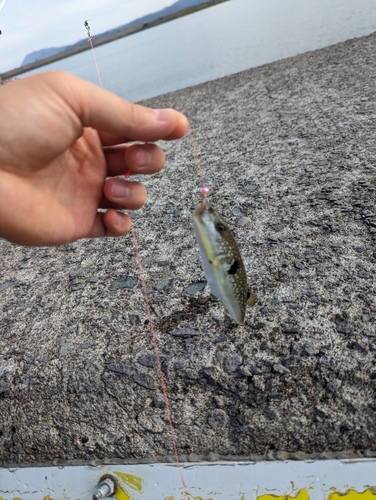 クサフグの釣果