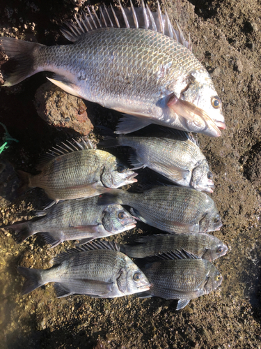 チヌの釣果