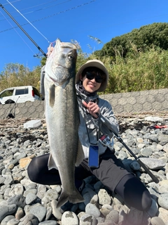 セイゴ（マルスズキ）の釣果