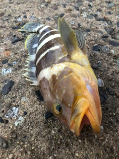 アオハタの釣果