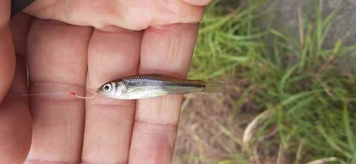 クチボソの釣果