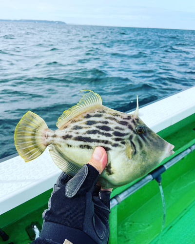 カワハギの釣果