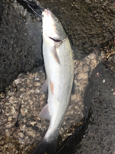 ウグイの釣果