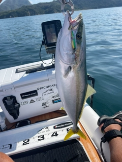 ハマチの釣果