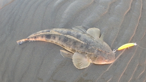 マゴチの釣果