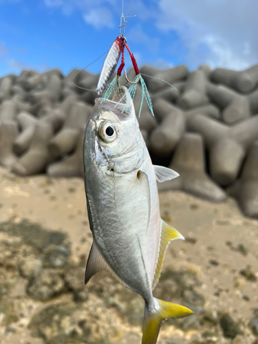 ミナミマゴチの釣果