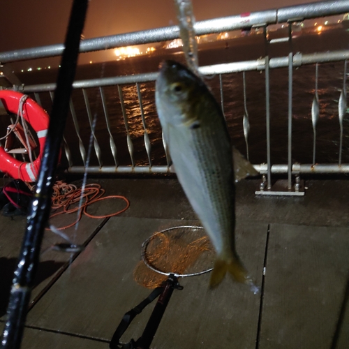 コノシロの釣果