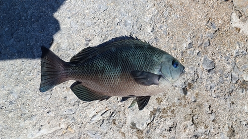 グレの釣果