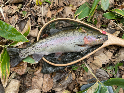 ニジマスの釣果