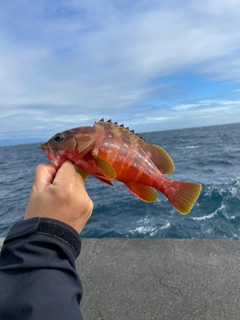 アカハタの釣果