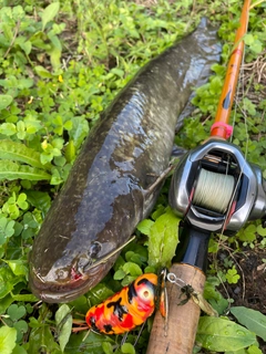 ナマズの釣果