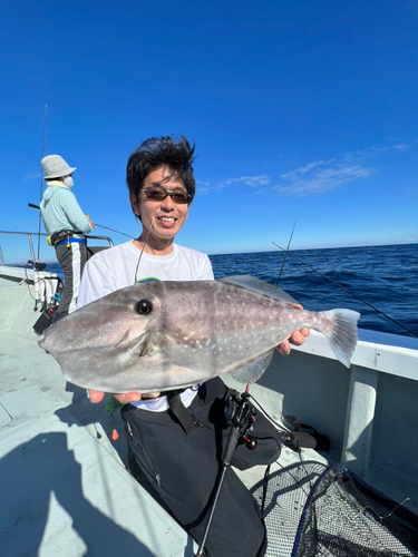 ウスバハギの釣果