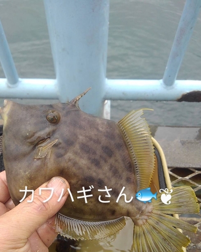 カワハギの釣果