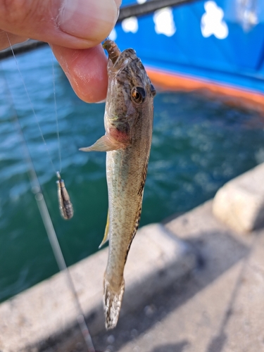 マハゼの釣果