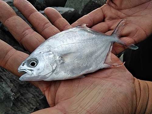 シロギスの釣果