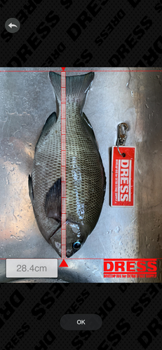 メジナの釣果