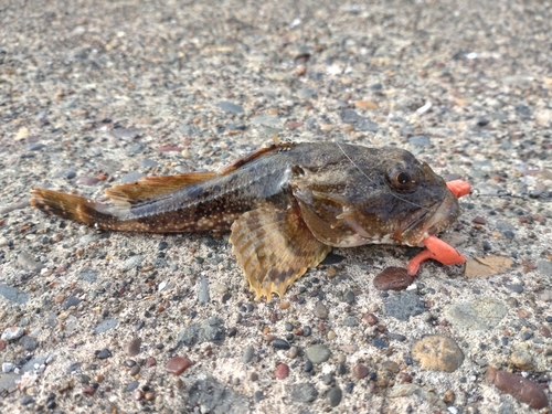 カジカの釣果