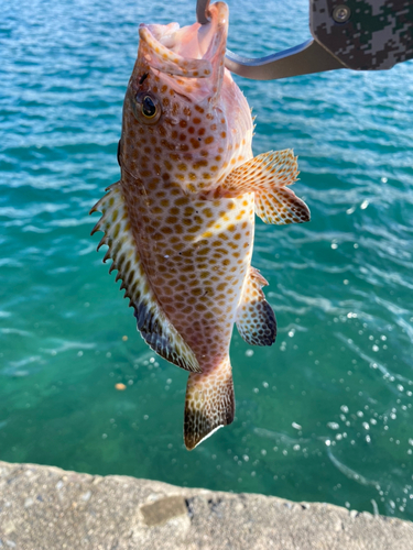 オオモンハタの釣果