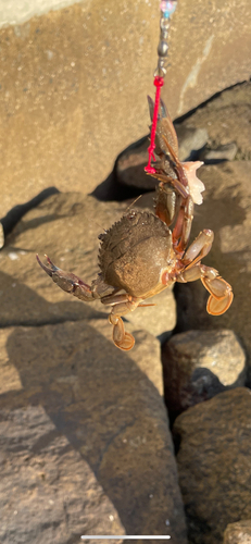 カニの釣果