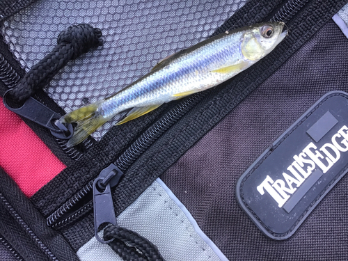 カワムツの釣果