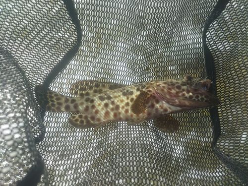 イシミーバイの釣果