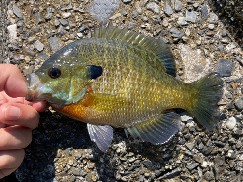 ブルーギルの釣果