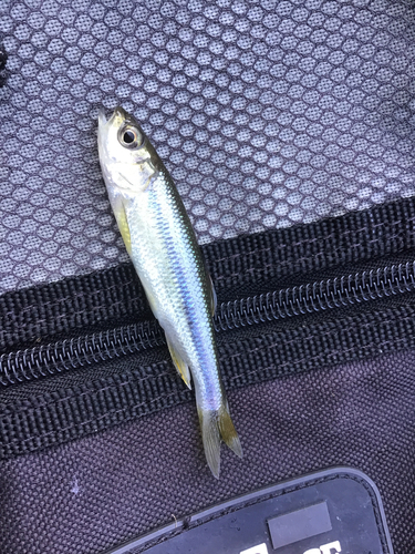 カワムツの釣果