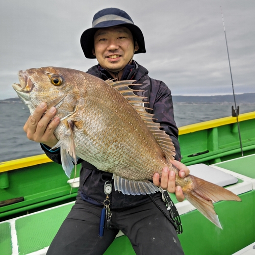 マダイの釣果