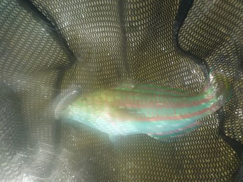 ベラの釣果
