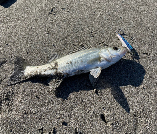 セイゴ（マルスズキ）の釣果