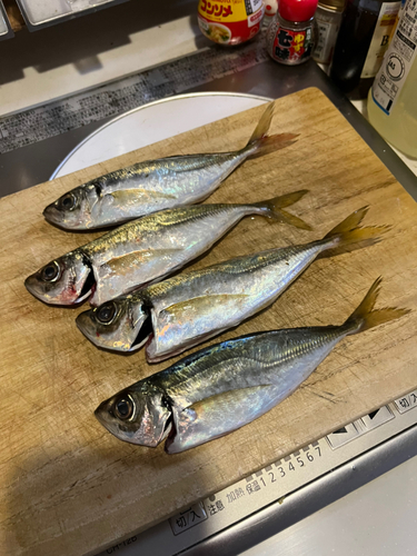 アジの釣果