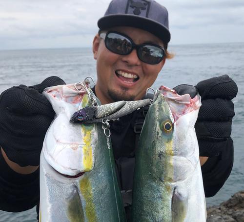 ハマチの釣果