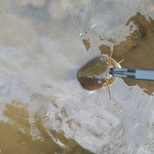 マナマズの釣果