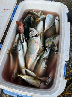 イナダの釣果