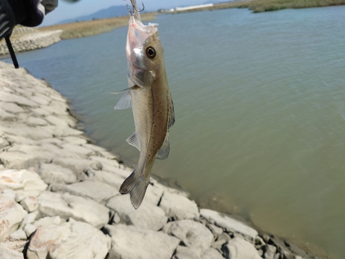 タイリクスズキの釣果