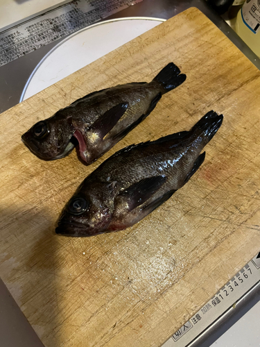 メバルの釣果