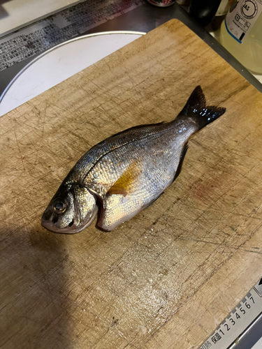 ウミタナゴの釣果