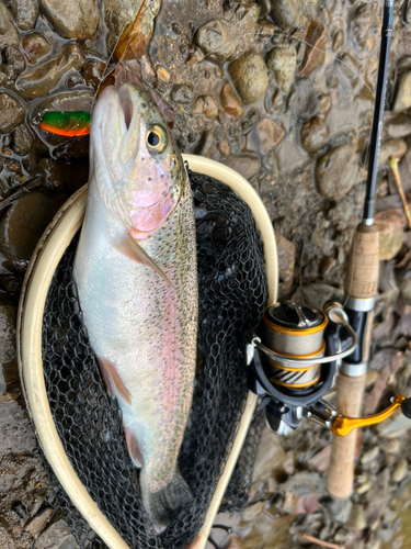 ニジマスの釣果